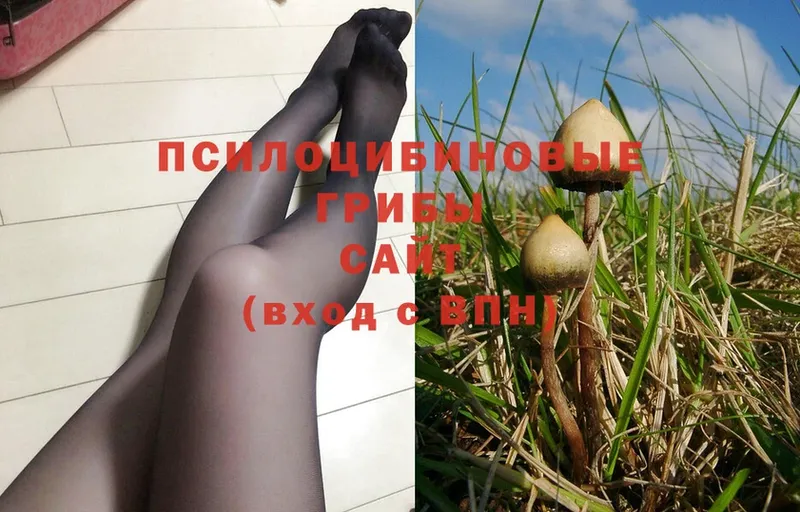 магазин    Норильск  Псилоцибиновые грибы Magic Shrooms 